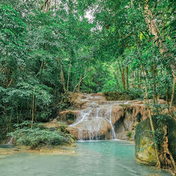 Greeny Forest